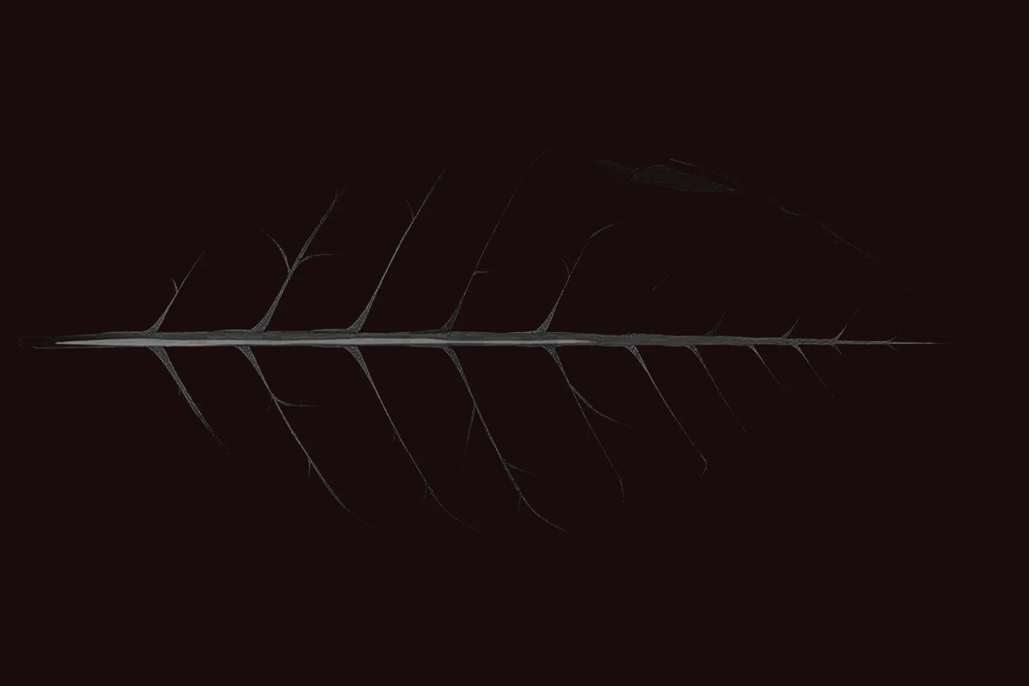 Oscuro Cigars - Cigar Inc