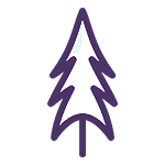 Cedar