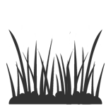 Grass